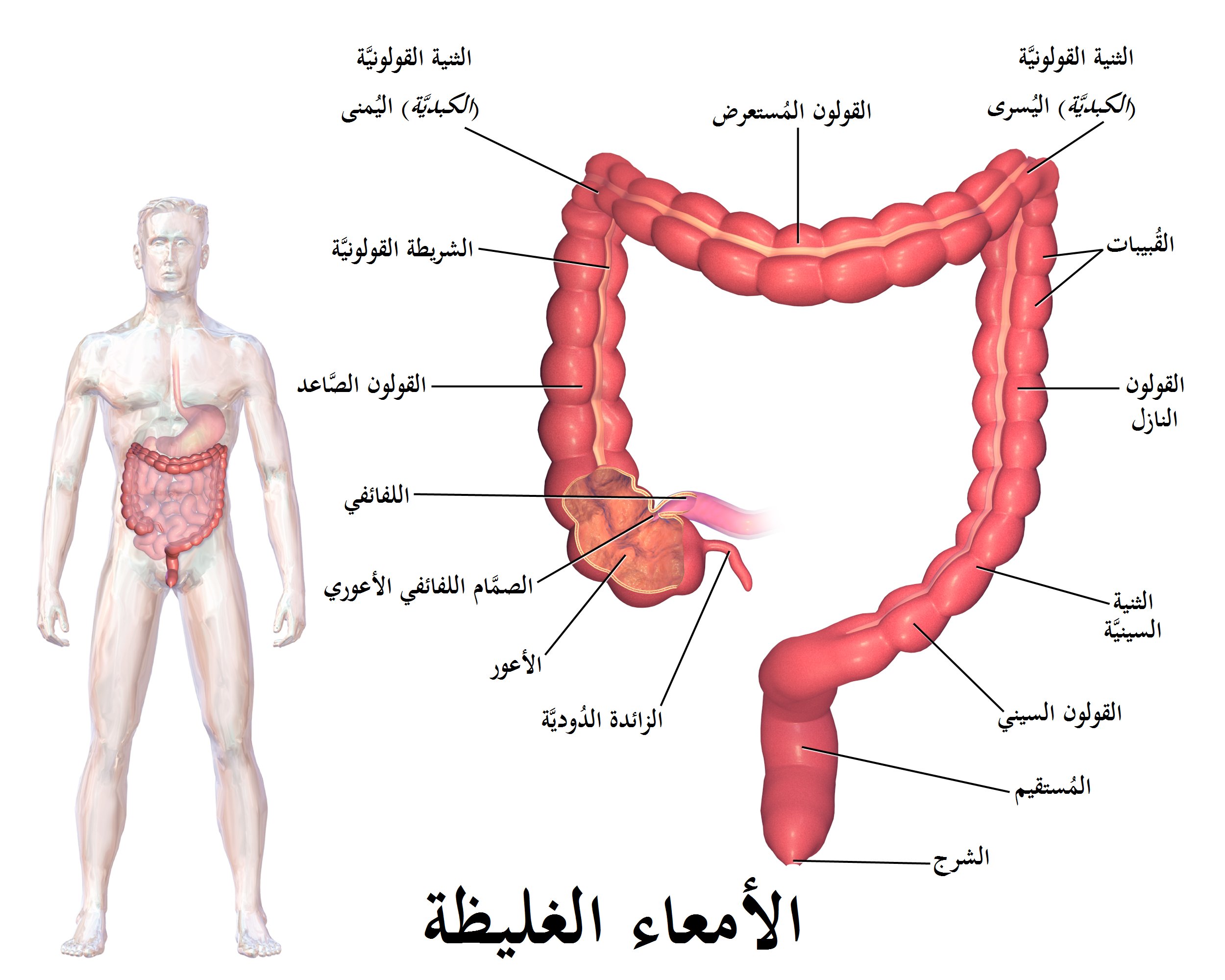 كيف ينتقل الطعام من الفم للعضلات