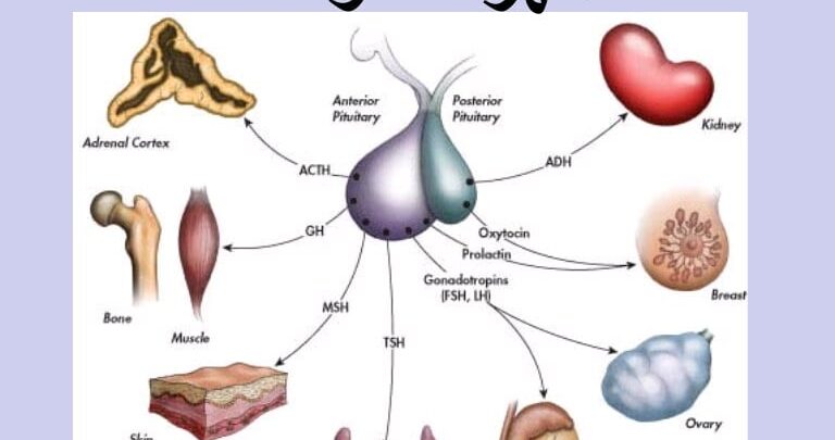 معلومات عن الهرمونات