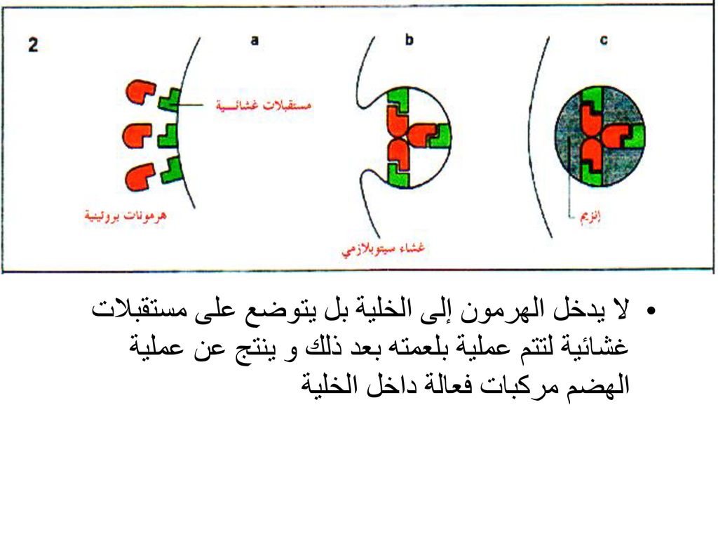 لا يدخل الهرمون