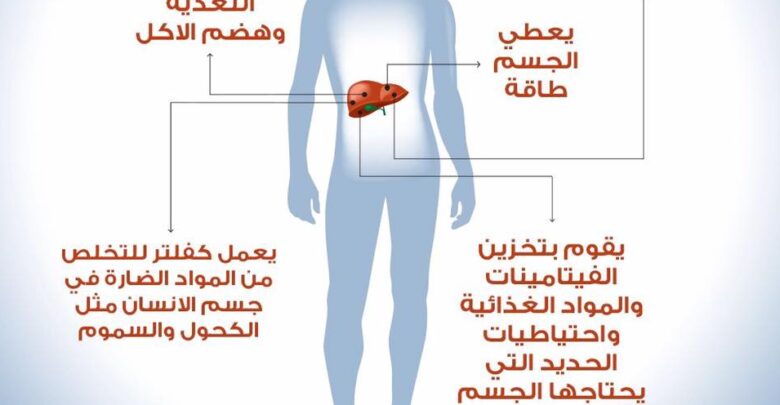 أهم وظائف الكبد