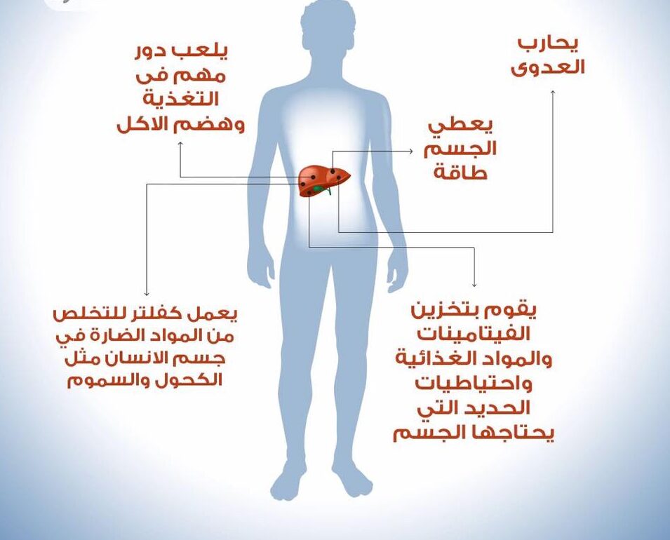 أهم وظائف الكبد