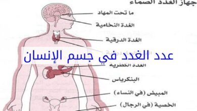 الغدد في جسم الإنسان