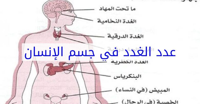 الغدد في جسم الإنسان