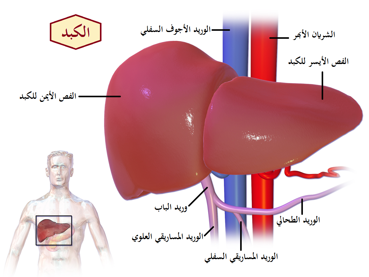 ما وظيفة الكبد