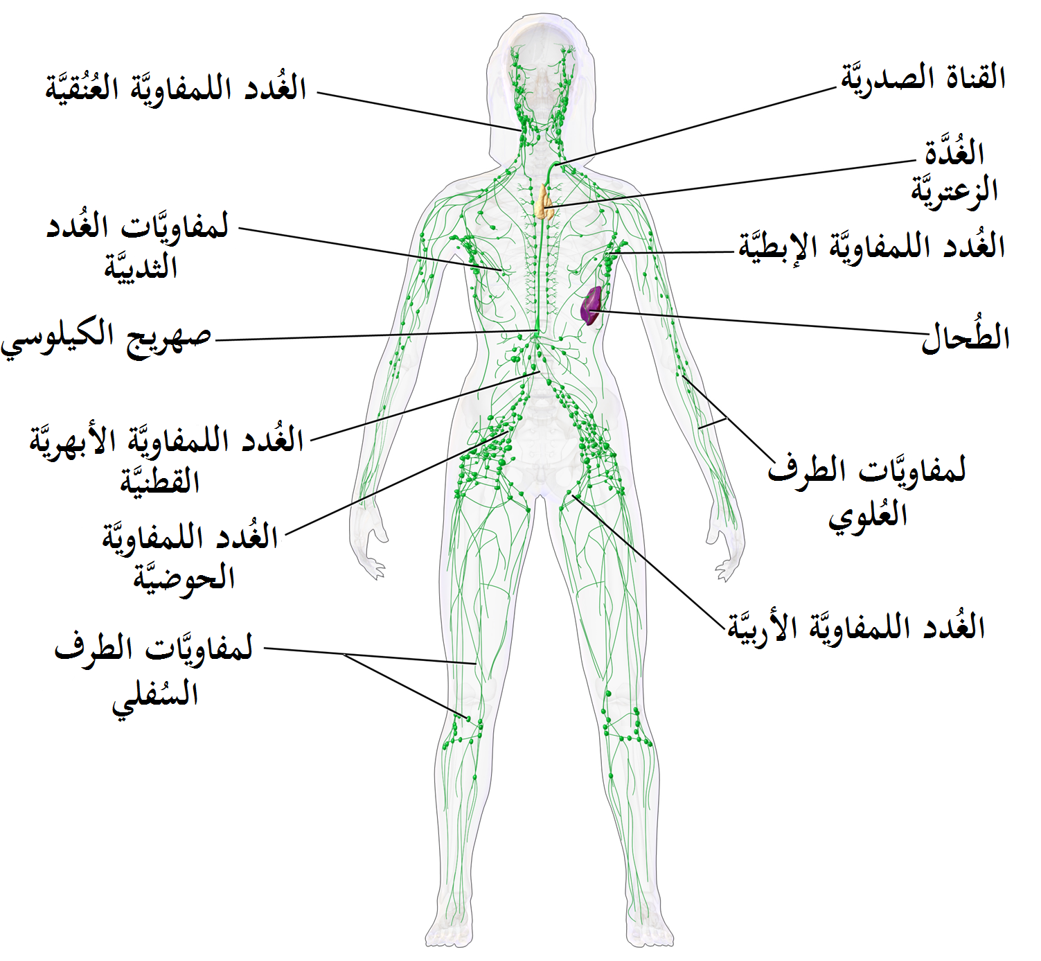 جهاز لمفي