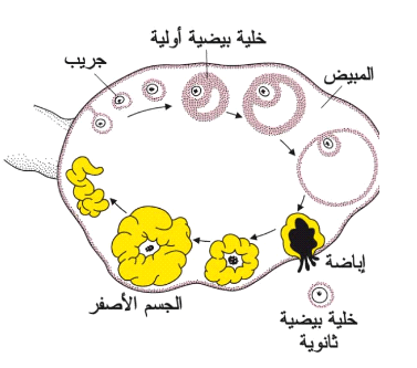 مرحلة الإباضة عند المرأة