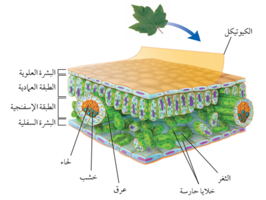 خصائص النباتات