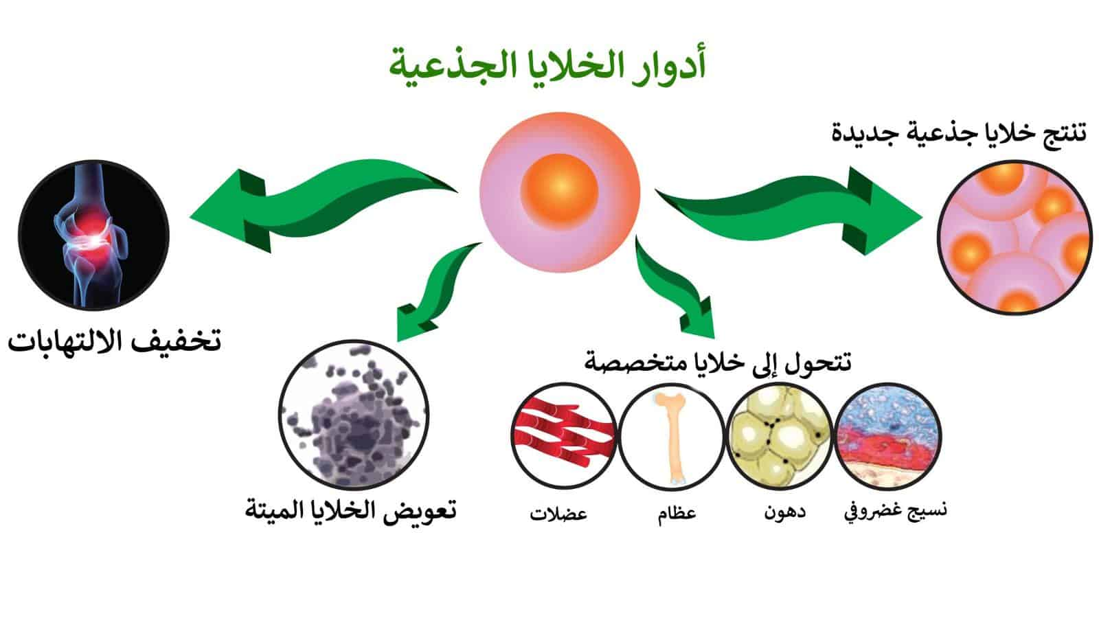 أدوار الخلايا الجذعية