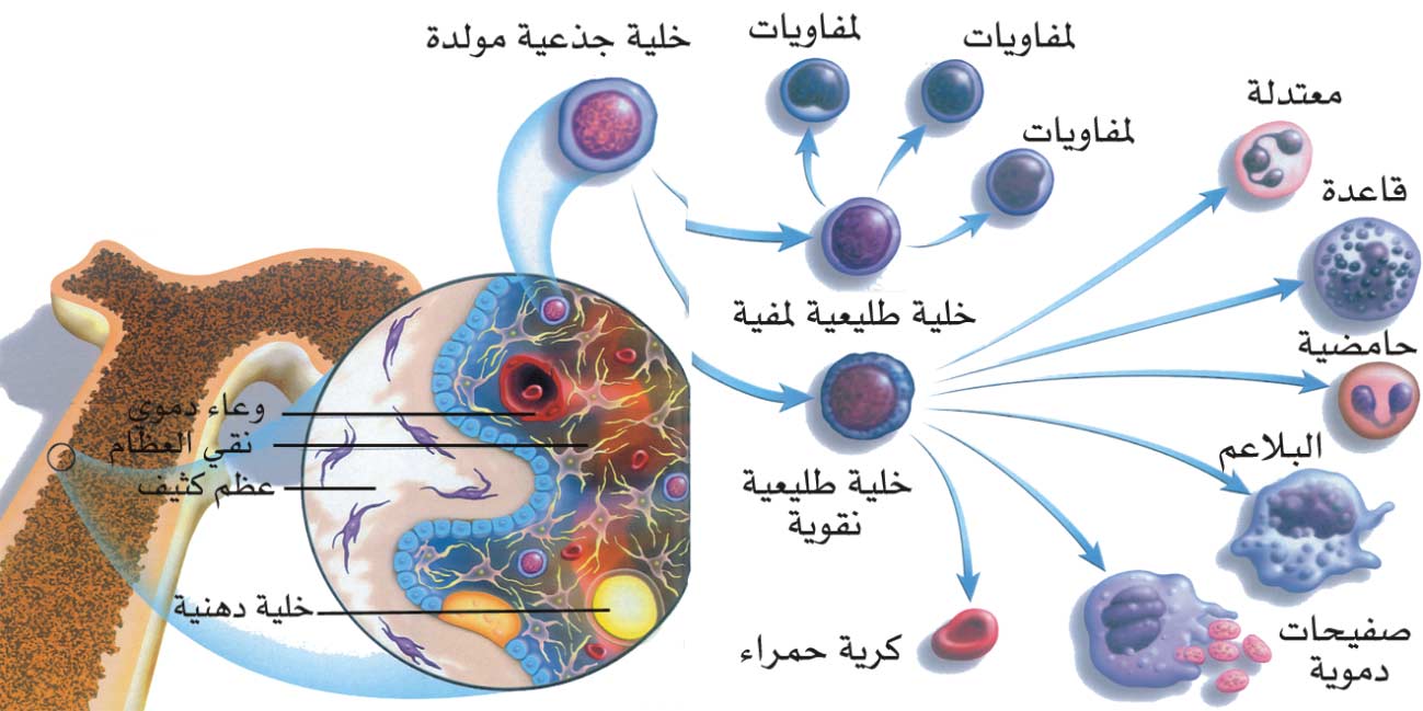 الخلايا الجذعية