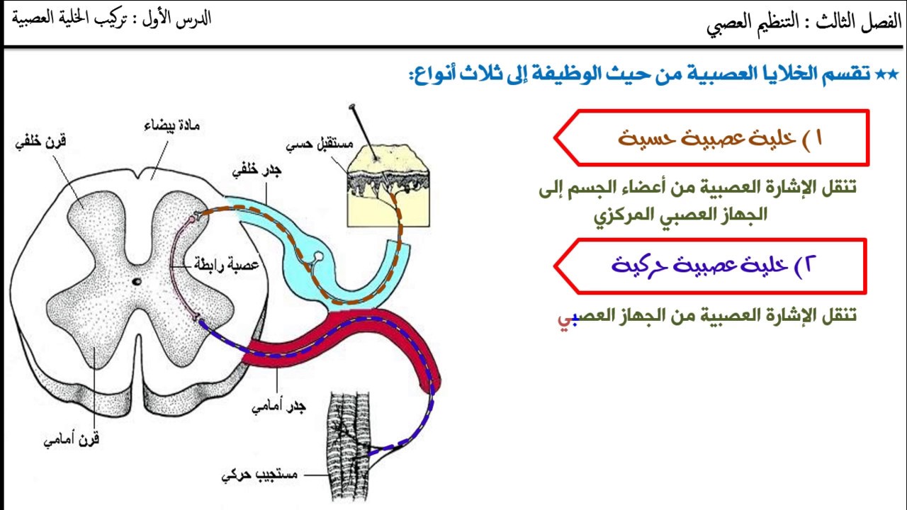 الخلية العصبية