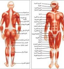 تقسيم عضلات الإنسان