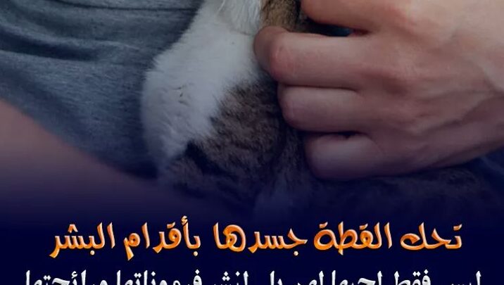 تربية القطط