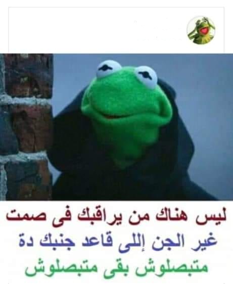 صورة الضفدع الأخضر و مكتوب فيها نكته مضحكة.