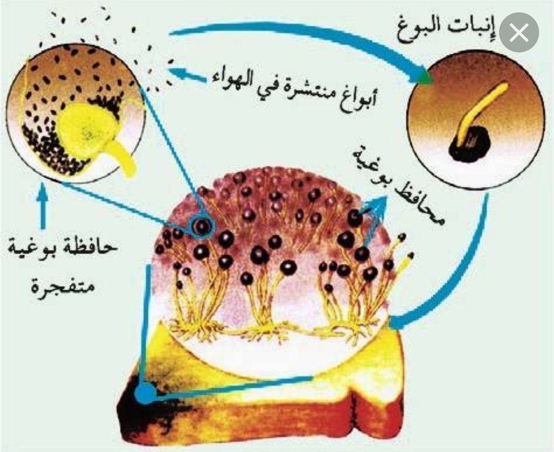 معلومات