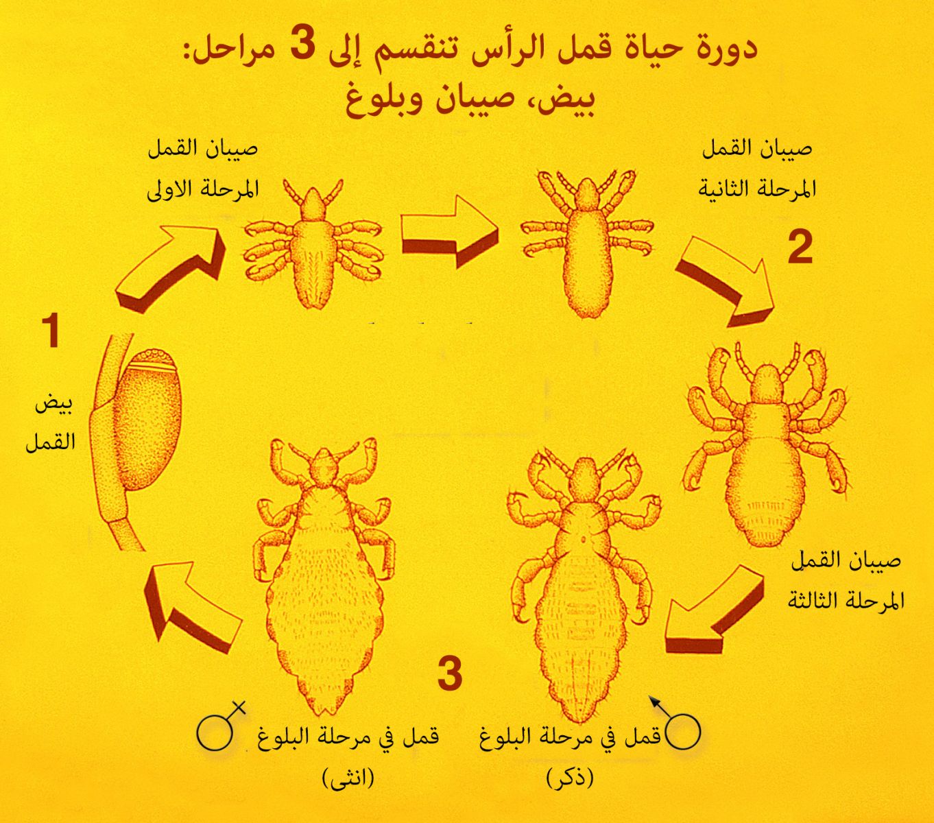 دورة حياة