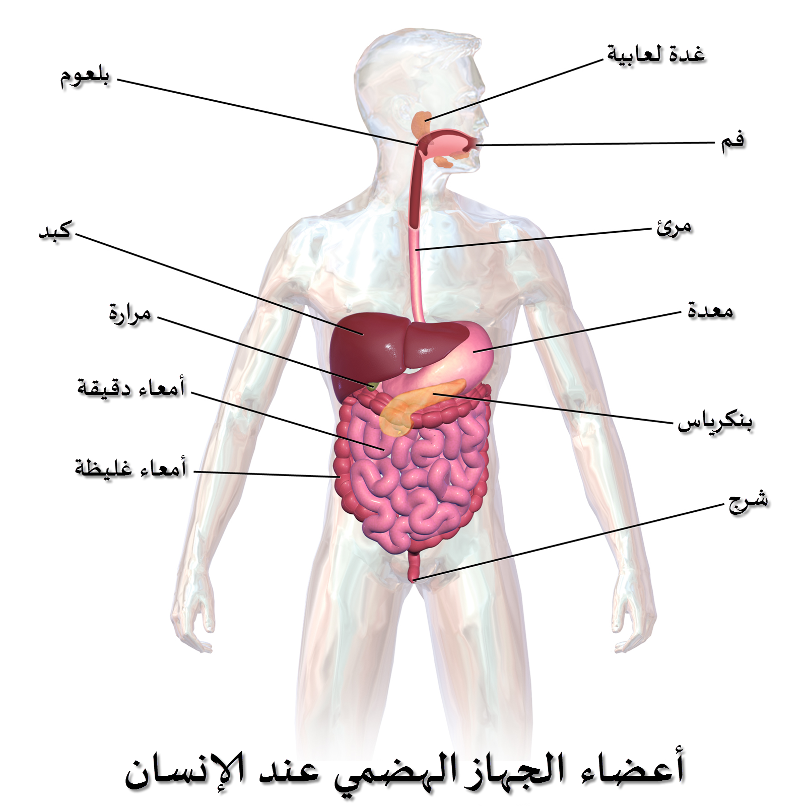 معلومات مفيدة