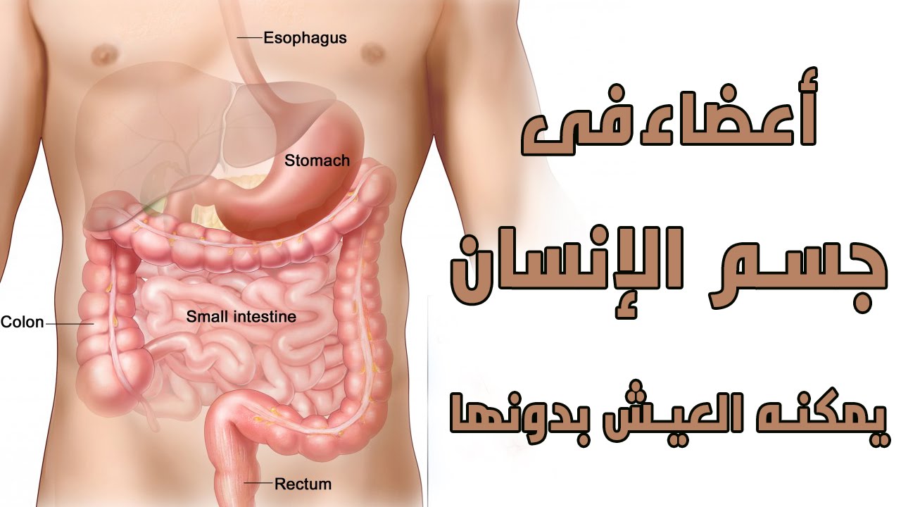 ما لا تعرفة عن اعضاء الانسان