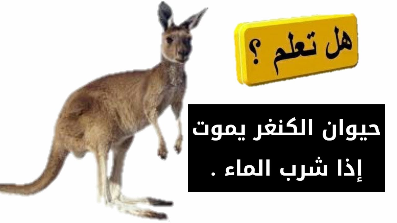 هل تعلم معلومات مفيدة