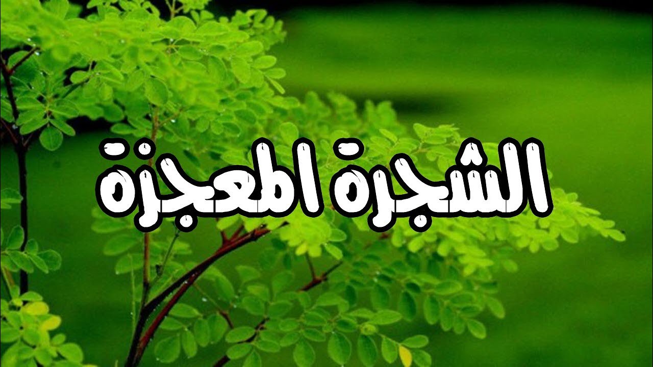 اضرار المورينغا