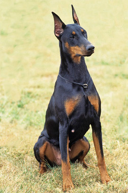 كلب من نوع doberman pinscher