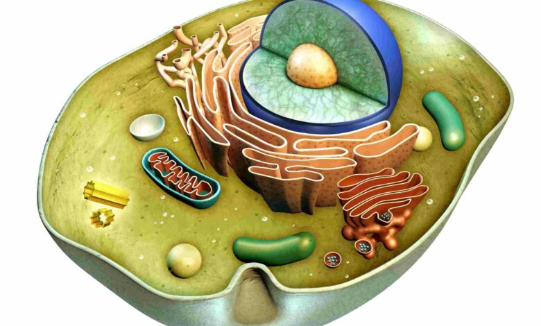 اي من عضيات الخليه تحول طاقه الغذاء