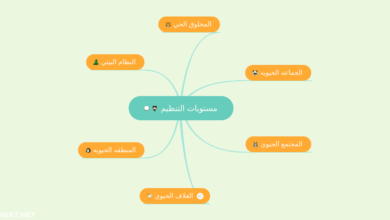 رتبي مستويات التنظيم في المخلوق الحي