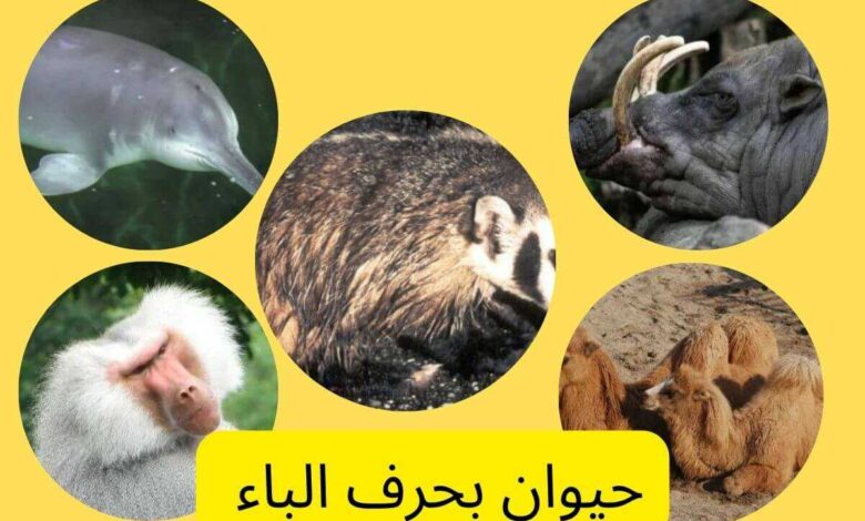 حيوان بحرف ب