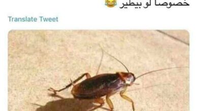 لا بيقرص ولا بيعض