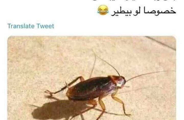 لا بيقرص ولا بيعض