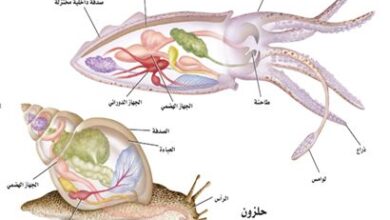 للرخويات السريعة الحركة جهاز دوري مفتوح، صواب ام خطأ؟